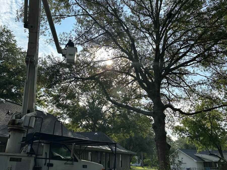 El Costeño Tree Service LLC